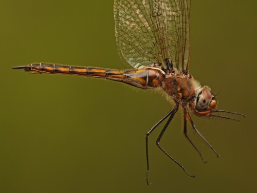 Female
2014_04_07_Wakulla_FL Female
2014_04_07_Wakulla_FL